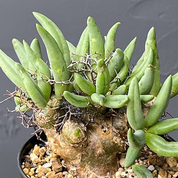 園芸ネット本店｜チレコドン：レティキュラーツス(万物想)3号鉢植え26