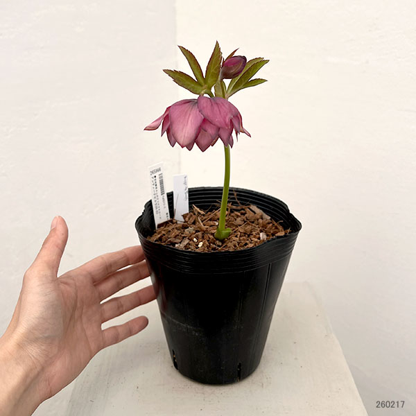 園芸ネット本店｜吉田園芸さんのクリスマスローズ：アンティークピエラ