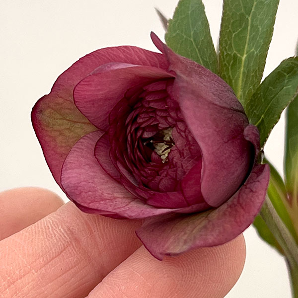 園芸ネット本店｜吉田園芸さんのクリスマスローズ：多弁交配26-07／4.5