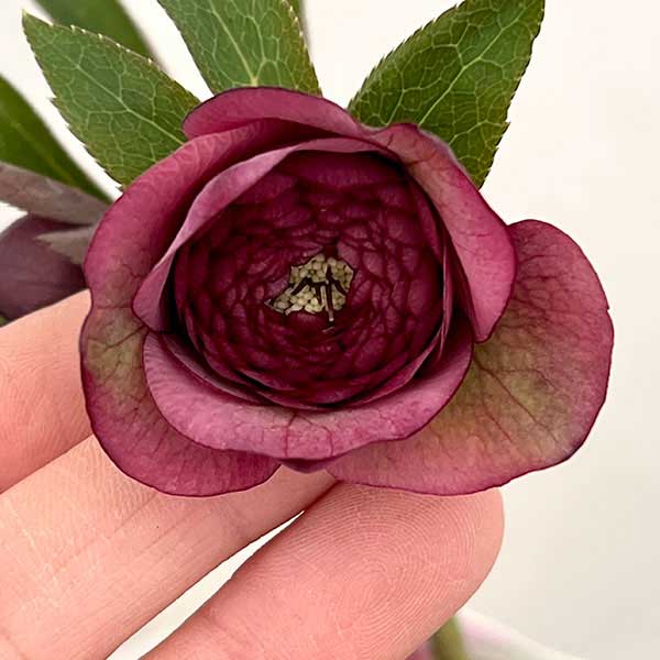 園芸ネット本店｜吉田園芸さんのクリスマスローズ：多弁交配26-07／4.5