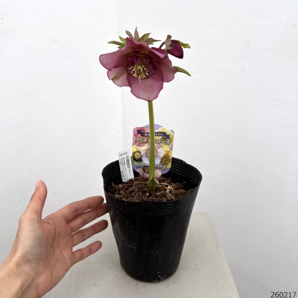 クリスマスローズ 小輪超多弁 株分け前提 園芸ネット本店｜吉田園芸