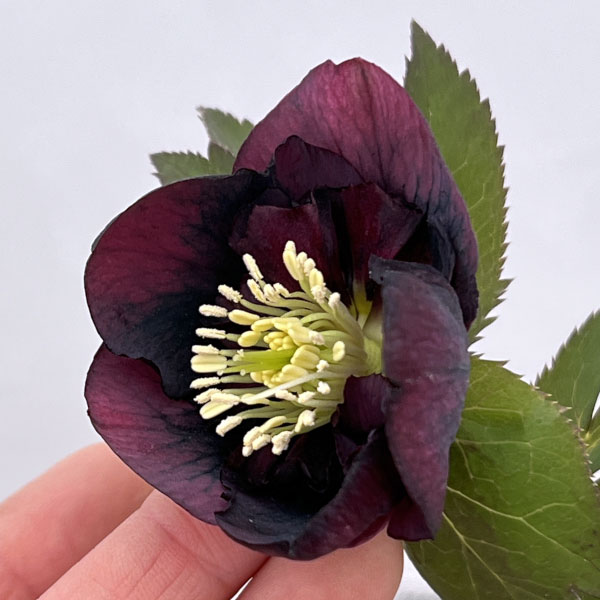 専用です。2点 5日まで クリスマスローズ セミダブル？ ベタブロッチ