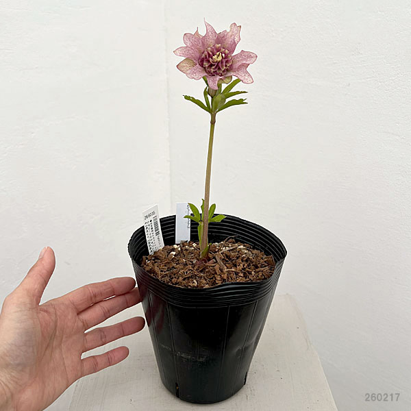 専用です。2点 5日まで クリスマスローズ セミダブル？ ベタブロッチ