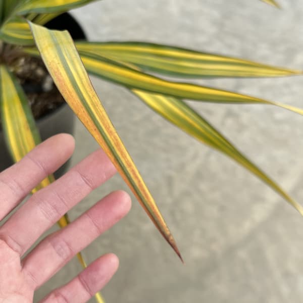 園芸ネット本店｜ユッカ：グロリオサ トリスティス 6号ポット の通販