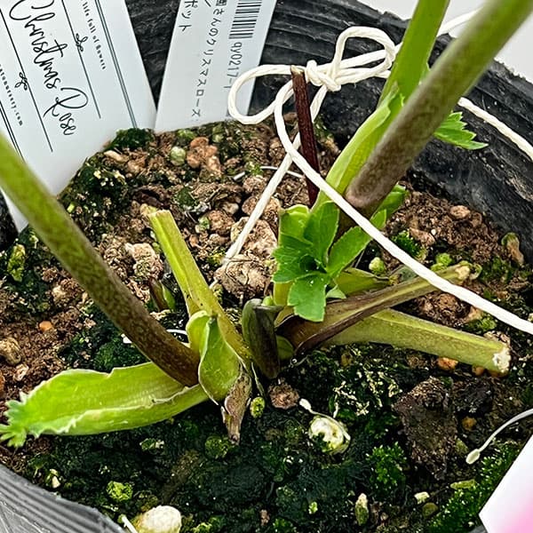 大和園 クリスマスローズ｜激渋ブラウン系｜まるでブラウンパステ