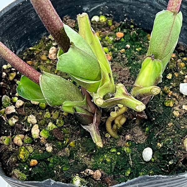 大和園 クリスマスローズ パステリッシュストレイン 蕾6個 【メルカリ