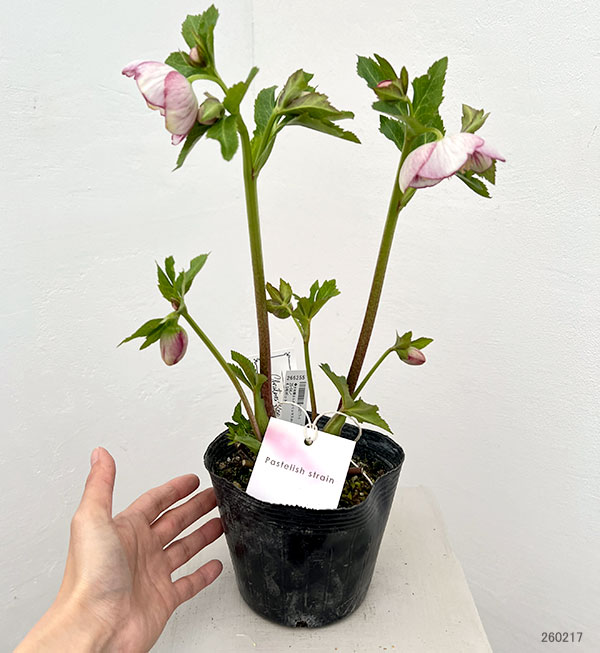 大和園 クリスマスローズ｜激渋ブラウン系｜まるでブラウンパステ