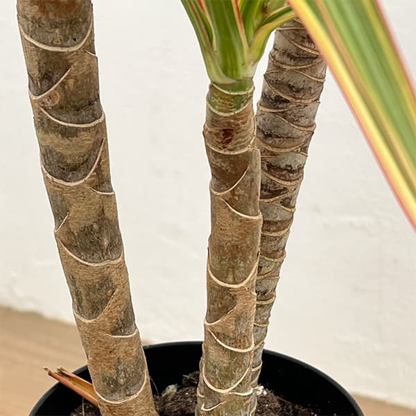 園芸ネット本店｜ドラセナ：コンシンネ トリカラー4号鉢植え の通販