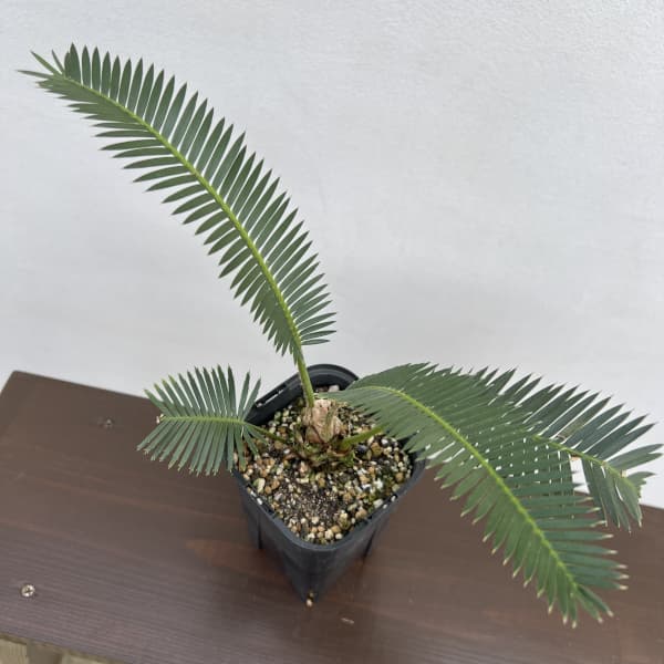 園芸ネット本店｜ディオーン：エデュレ 3.5号鉢植え の通販【公式】