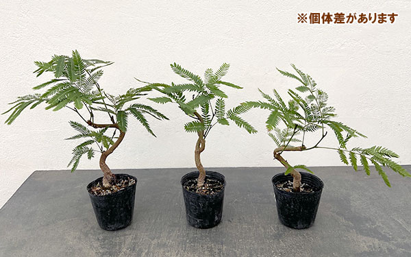 園芸ネット本店｜ネムノキ：エバーフレッシュ（実生株） 2.5号ポット