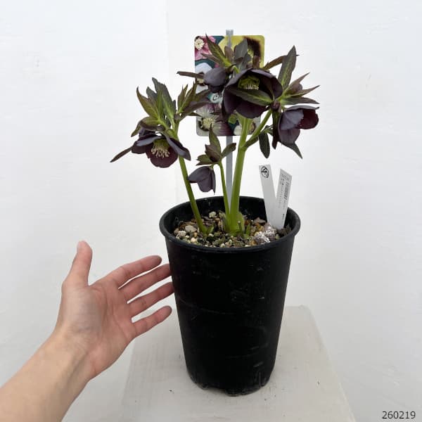 園芸ネット本店｜高正園さんのクリスマスローズ：26-48シングル／5号