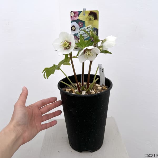 園芸ネット本店｜高正園さんのクリスマスローズ：26-53シングル／5号