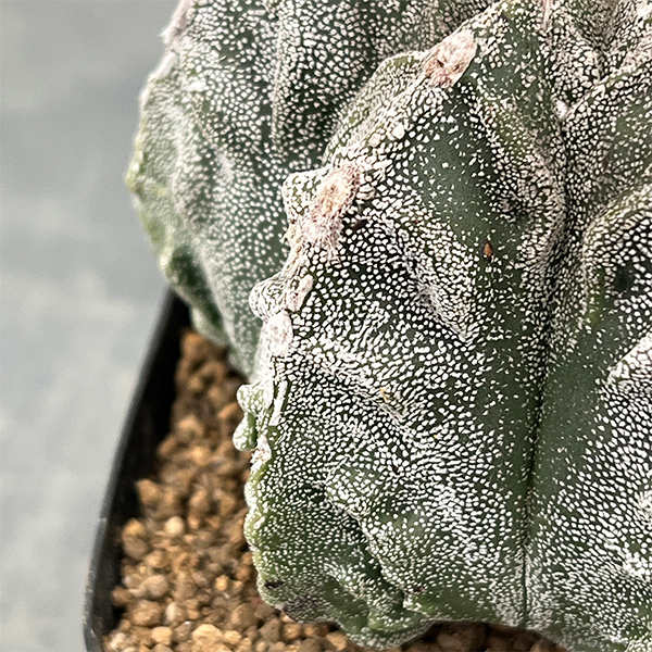 園芸ネット本店｜サボテン：ランポー玉（らんぽうぎょく）4号26-01 の