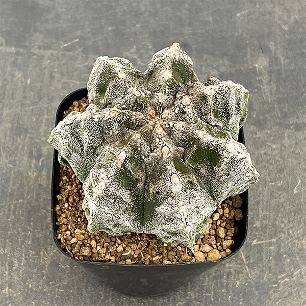 園芸ネット本店｜サボテン：ランポー玉（らんぽうぎょく）4号26-01 の