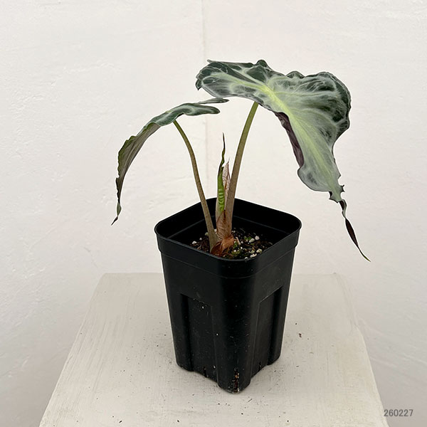 園芸ネット本店｜アロカシア：ヴェノム 3.5号ポット26-02 の通販【公式】