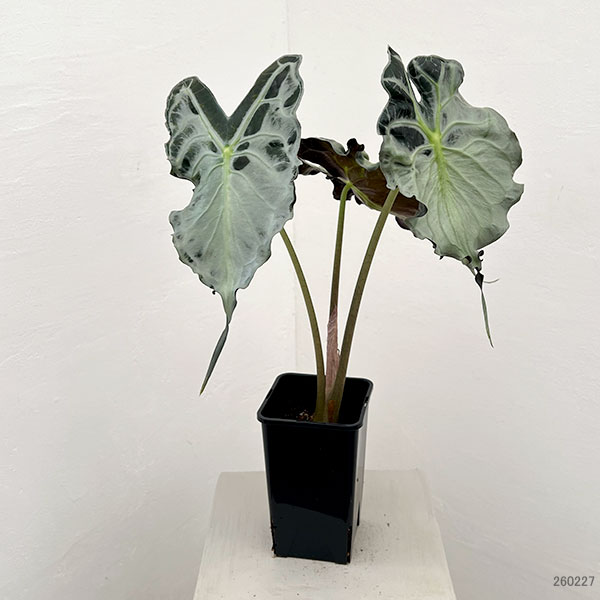 園芸ネット本店｜アロカシア：ヴェノム 4号鉢植え26-04 の通販【公式】