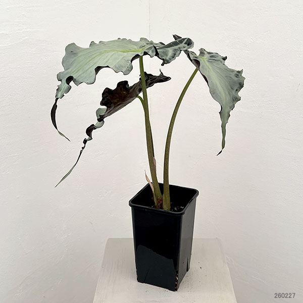 園芸ネット本店｜アロカシア：ヴェノム 4号鉢植え26-06 の通販【公式】