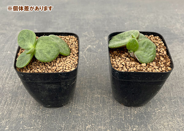 園芸ネット本店｜チレコドン：エクティプス 2.5号鉢植え の通販【公式】