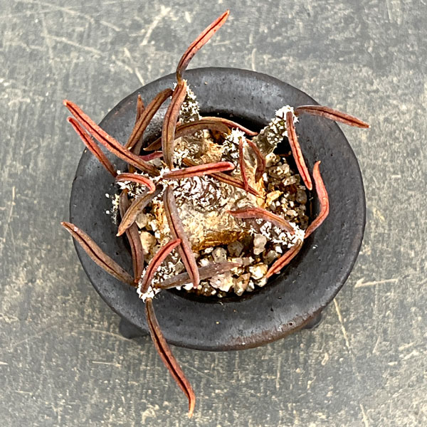 園芸ネット本店｜ユーフォルビア：キリンドリフォリア 2.5号陶器鉢植え