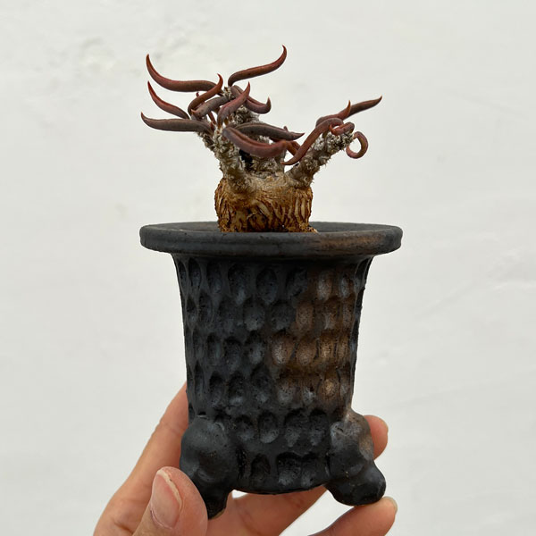 園芸ネット本店｜ユーフォルビア：キリンドリフォリア 2.5号陶器鉢植え