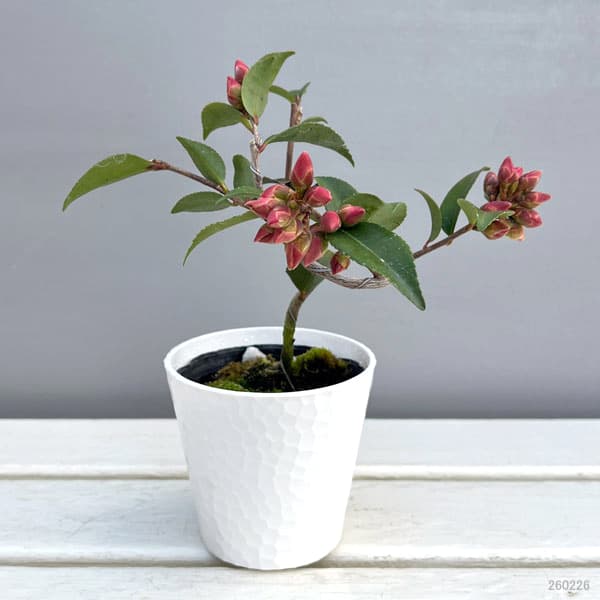 園芸ネット本店｜ツバキ（椿）：港の春（みなとのはる）曲がり 3.5号匠