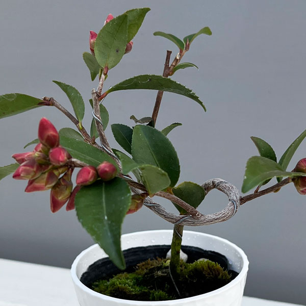 園芸ネット本店｜ツバキ（椿）：港の春（みなとのはる）曲がり 3.5号匠