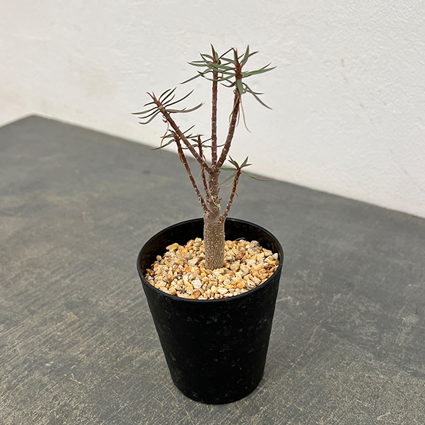 園芸ネット本店｜ユーフォルビア：バルサミフェラ 2.5号鉢植え の通販