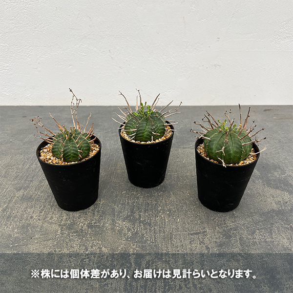園芸ネット本店｜ユーフォルビア：バリダ（実生・特選株） 3号鉢植え