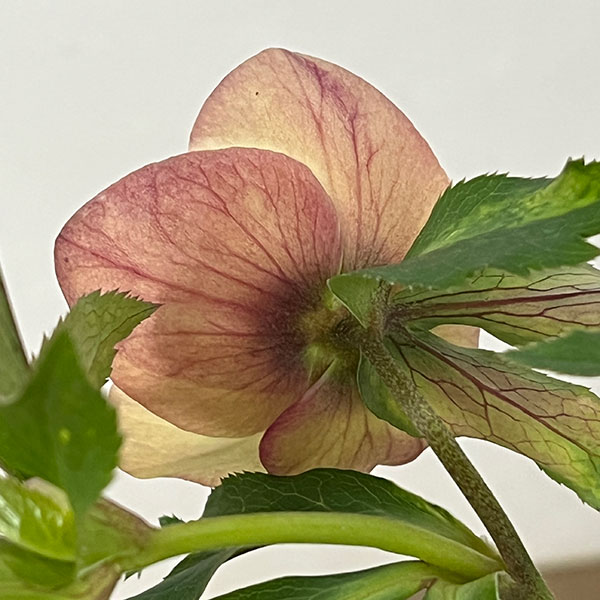 園芸ネット本店｜杉光園芸さんのクリスマスローズ：Freeda