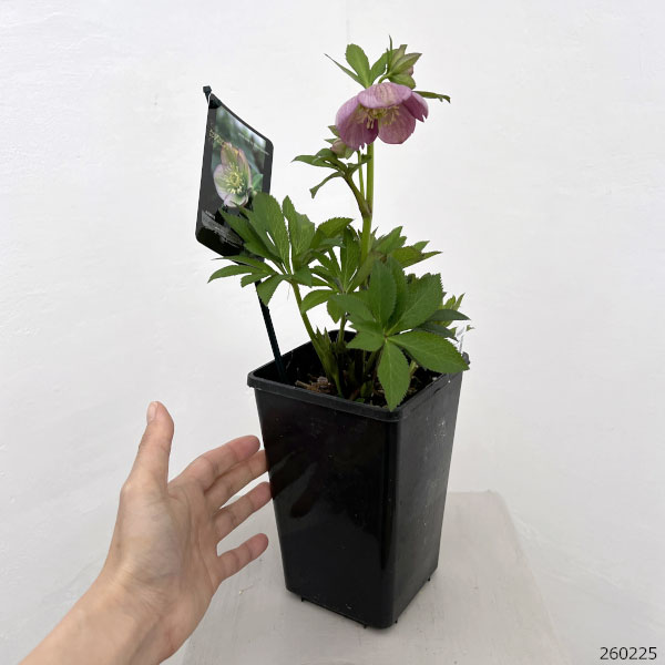 園芸ネット本店｜クリスマスローズ：スウィングシングル26-07／1.5L