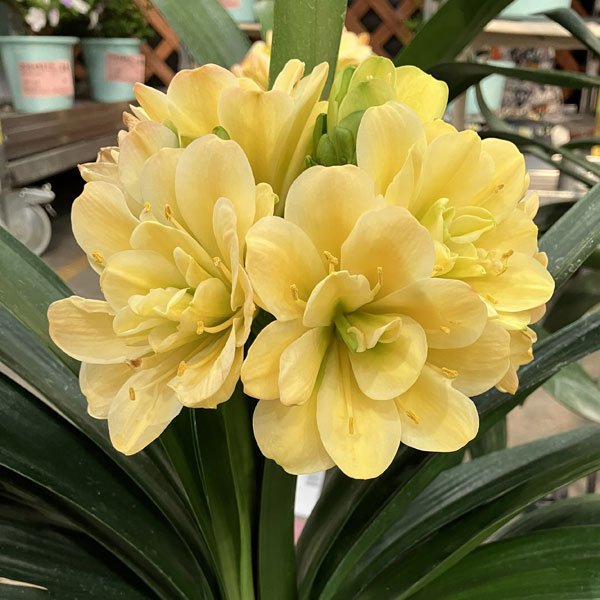 園芸ネット本店｜クンシラン：黄花八重咲き君子蘭 令和ゴールド 6号