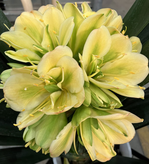 園芸ネット本店｜クンシラン：黄花八重咲き君子蘭 令和ゴールド 6号