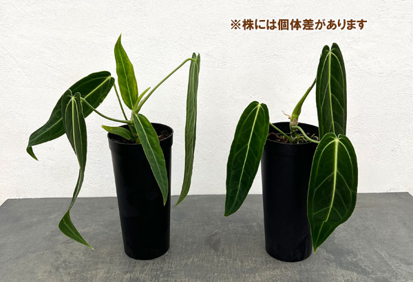 園芸ネット本店｜アンスリウム：ワロクアナム 4号ポット の通販【公式】