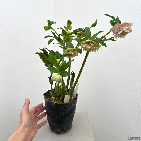 園芸ネット本店｜加藤農園さんのクリスマスローズ：26-01