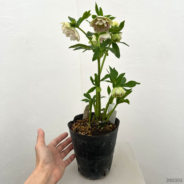 園芸ネット本店｜加藤農園さんのクリスマスローズ：26-08