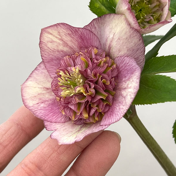 園芸ネット本店｜加藤農園さんのクリスマスローズ：26-12セミダブル