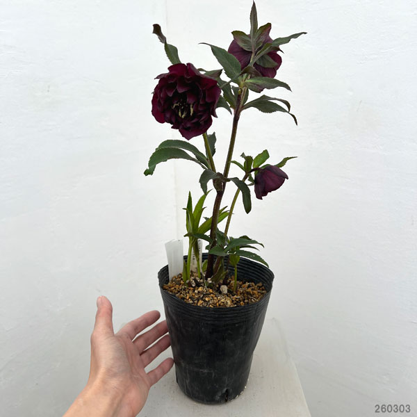 園芸ネット本店｜加藤農園さんのクリスマスローズ：26-17ダブル／4.5号