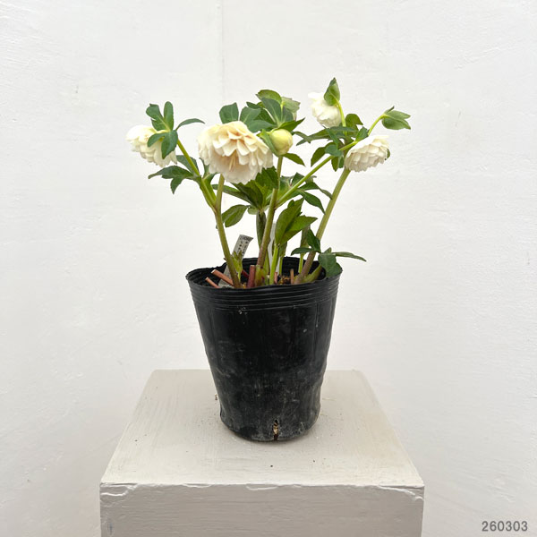 園芸ネット本店｜加藤農園さんのクリスマスローズ：26-21ダブル／4.5号