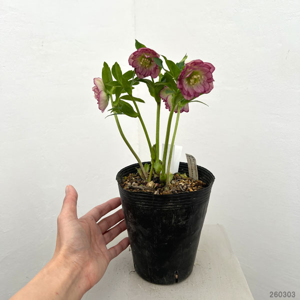 園芸ネット本店｜加藤農園さんのクリスマスローズ：26-22ダブル／4.5号