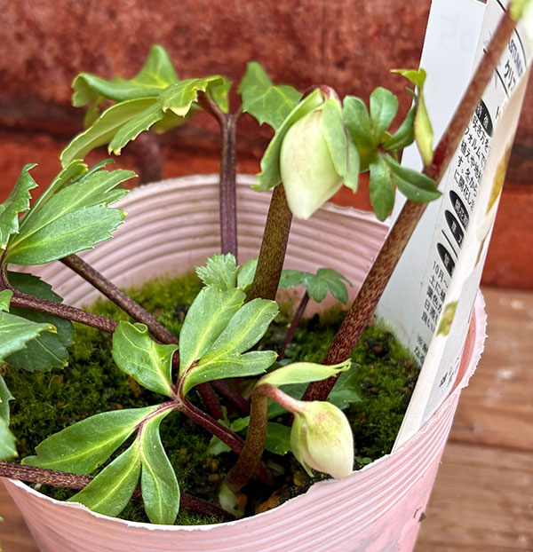 園芸ネット本店｜松村ナーセリーさんのクリスマスローズ：26-105ニゲル