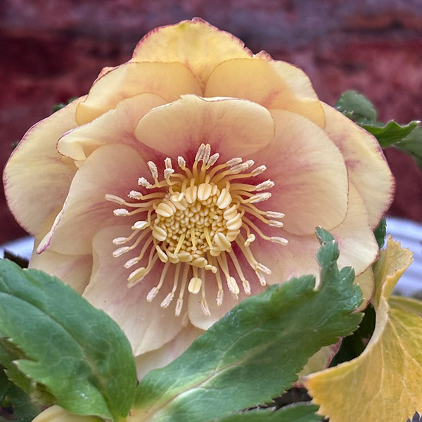 園芸ネット本店｜松村ナーセリーさんのクリスマスローズ：26-111ダブル