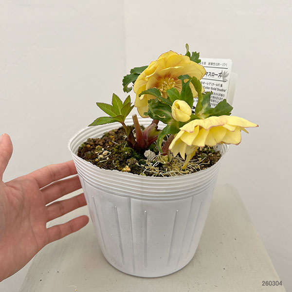 園芸ネット本店｜松村ナーセリーさんのクリスマスローズ：26-111ダブル