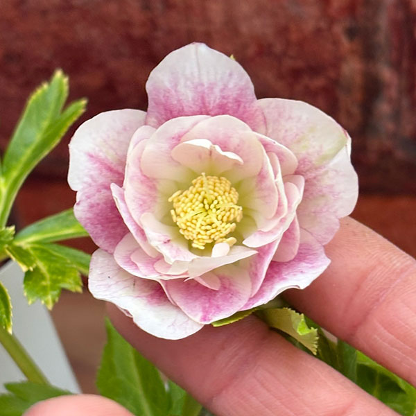 園芸ネット本店｜松村ナーセリーさんのクリスマスローズ：26-114ダブル