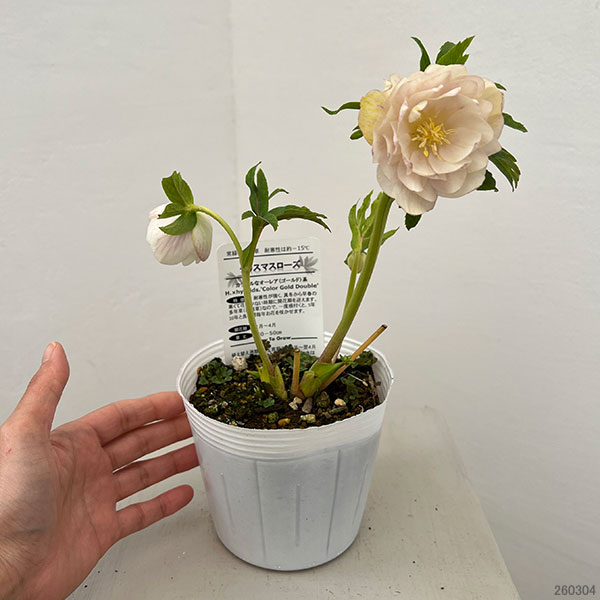園芸ネット本店｜松村ナーセリーさんのクリスマスローズ：26-115ダブル