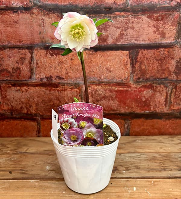 園芸ネット本店｜松村ナーセリーさんのクリスマスローズ：26-115ダブル