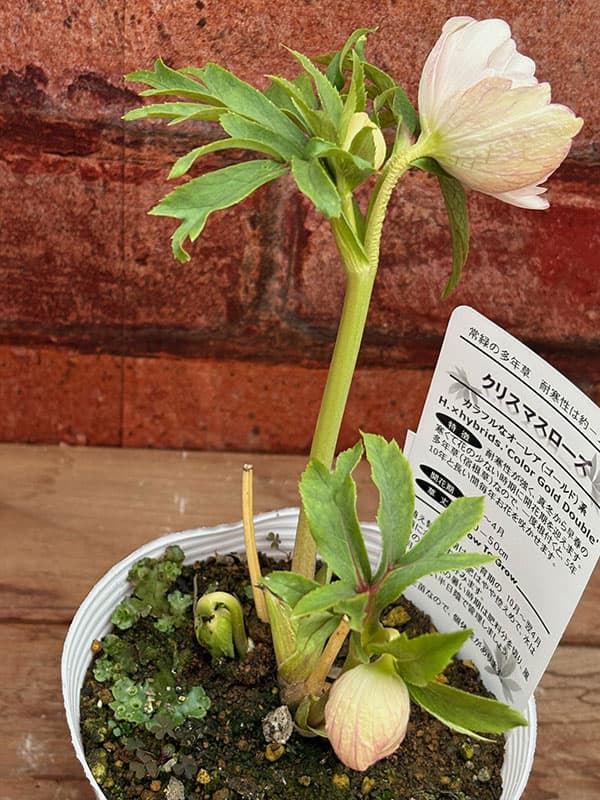 園芸ネット本店｜松村ナーセリーさんのクリスマスローズ：26-115ダブル