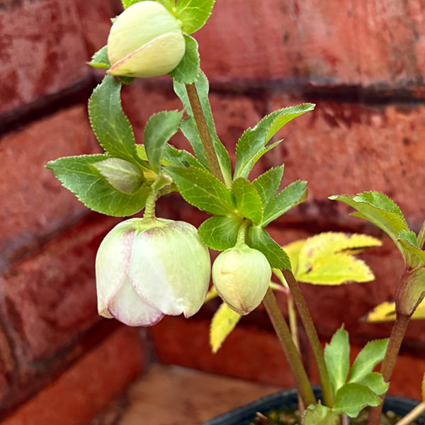 園芸ネット本店｜松村ナーセリーさんのクリスマスローズ：26-123ダブル