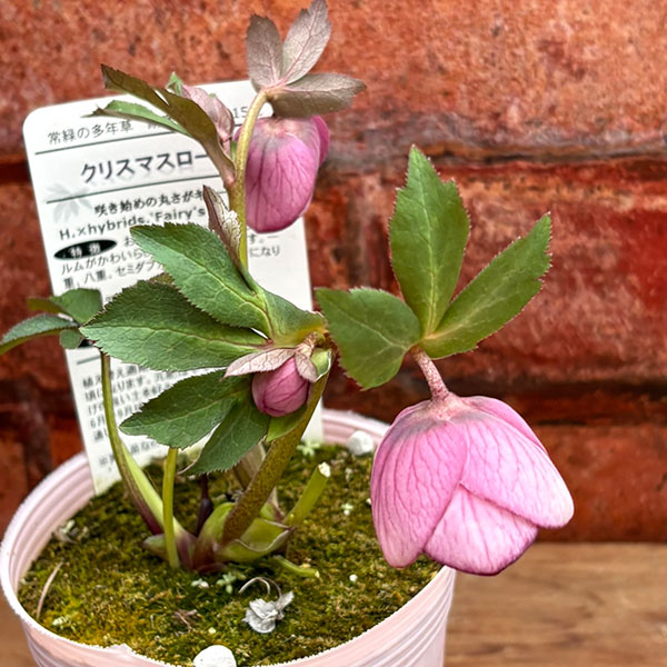 園芸ネット本店｜松村ナーセリーさんのクリスマスローズ：26-126