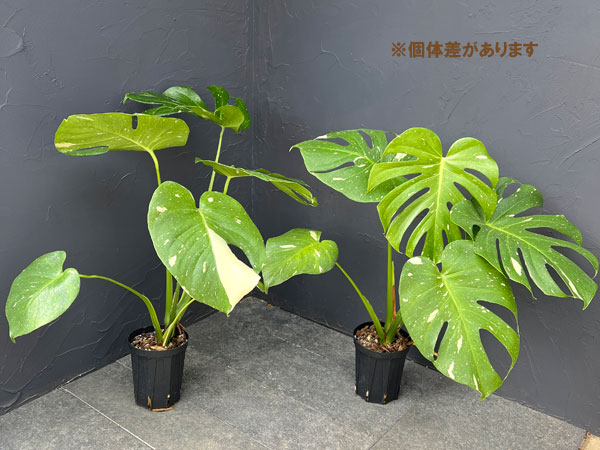 園芸ネット本店｜モンステラ：タイコンステレーション（散斑）4号