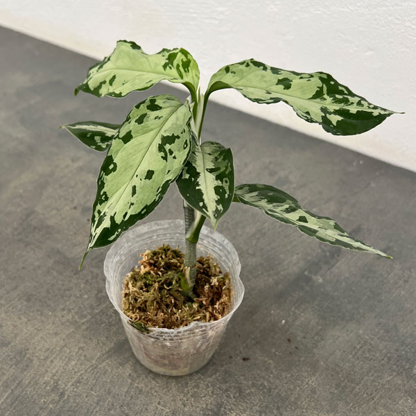 園芸ネット本店｜アグラオネマ：ピクタム トリカラーブラック 2.5号